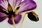 GERANIUM, GERANIUM, CRANESBILL