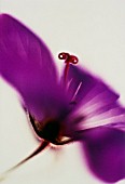 GERANIUM, GERANIUM, CRANESBILL