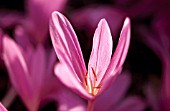 COLCHICUM ‘LILAC WONDER’, CROCUS - AUTUMN CROCUS