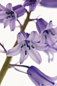 HYACINTHOIDES HISPANICA, BLUEBELL - SPANISH BLUEBELL