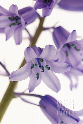 HYACINTHOIDES_HISPANICA_BLUEBELL__SPANISH_BLUEBELL