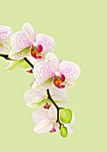 PHALAENOPSIS, ORCHID - MOTH ORCHID