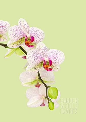 PHALAENOPSIS_ORCHID__MOTH_ORCHID