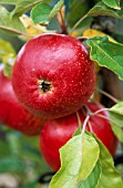 MALUS DOMESTICA FIESTA, APPLE