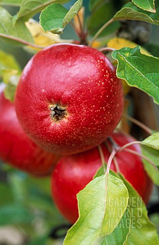 MALUS_DOMESTICA_FIESTA_APPLE