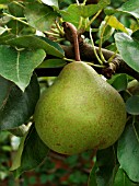 PYRUS COMMUNIS CATILLAC, PEAR