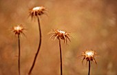 CARLINA VULGARIS, THISTLE - CARLINE THISTLE