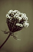 DAUCUS CAROTA, CARROT - WILD CARROT