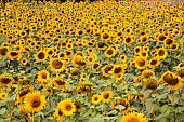 Sunflower, Helianthus, A field of sunflowers near Sandeep in the Dordogne, France