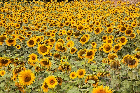 Sunflower_Helianthus_A_field_of_sunflowers_near_Sandeep_in_the_Dordogne_France