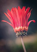 Gerbera, Red Crowned Daisy, Gebera Jamesonii, A red crowned daisy in the flower borders of Hidcote Gardens.