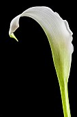 Lily, Calla Lily, Zantedeschia, Studio image of white flower with green stem and leaf.