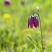 Fritillaria, Snakeshead Fritilliary, A snakeshead fritilliary growing wild in a field in Ducklington nr Witney, Oxfordshire