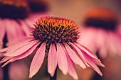 Cone Flower, Echinacea Purpurea, Growing outdoor.