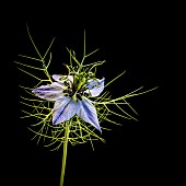 Nigella, Love In A Mist, Nigella Damascena, Close-up studio image Nigella Damascenaaka Lovers Mist.