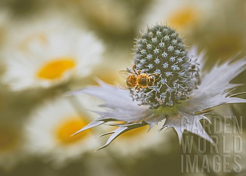 Globe_Thistle_Echinops_Bee_on_a_globe_thistle_in_the_kitchen_gardens_of_Buckland_Abbey_Cornwall