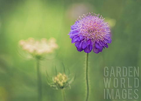 Scabious_Scabiosa_Close_up_of_scabious_growing_in_wild_flower_meadows