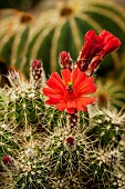 Cactus, Hyacinthoides Non-Scripta, Flowering cacti close-up showing red flower.
