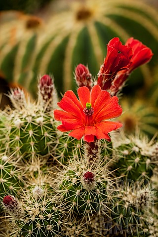 Cactus_Hyacinthoides_NonScripta_Flowering_cacti_closeup_showing_red_flower