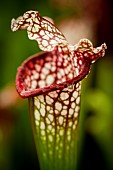 Pitcher, Nepenthes, Carniverous pitcher plant close-up.