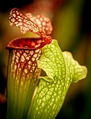 Pitcher, Nepenthes, Carniverous pitcher plant close-up.