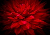 Dahlia, Close-up detail of flower showing red petals.