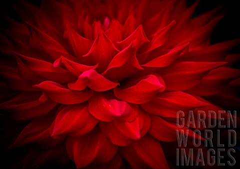 Dahlia_Closeup_detail_of_flower_showing_red_petals