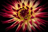 Dahlia, Close-up of red and cream coloured flower showing detail of petal pattern.