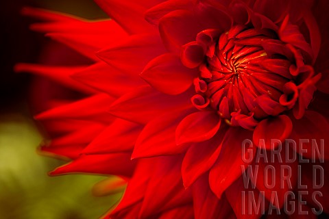 Dahlia_Closeup_detail_of_flower_showing_red_petals
