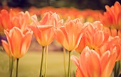 Tulip, Tulipa, Orange coloured flowers growing outdoor showing petals.