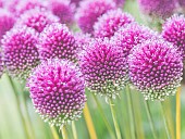 Allium, Roundheaded Leak, Allium Sphaerocephalon, Close-up of purple coloured flowerheads growing outdoor.