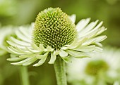 Echinacea, Eastern Purple Coneflower, Echinacea Purpurea, Close up detail of gren coloured flower.