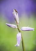 Bluebell, Hyacinthoides Non-Scripta, Close-up of mauve coloured flower growing outdoor.