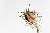 Nigella, Love In A Mist, Nigella Damascena, Studio shot against white background.