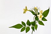 Honeysuckle, Lonicera Periclymenum, Studio shot of yellow flower against white background.