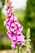 Foxglove, Digitalis, Pink flowers growing outdoor.