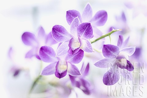 Orchid_Orchid_Dendrobium_Closeup_detail_of_mauve_coloured_flowers