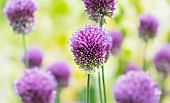 Allium, Roundheaded Leak, Allium Sphaerocephalon, Close-up of purple coloured flowerheads growing outdoor.