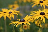 Rudbeckia, Golden Cone Flowers, Rudbecka, Side view of flowers with yellow petals and dark stamen growing outdoor.