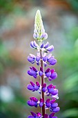 Lupin, Lupinus, Red Lupins in full bloom after a shower of rain.