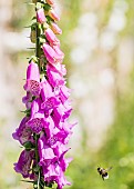 Foxglove, Digitalis, A bee caught in mid-flight approaching pink coloured flowers.