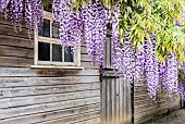 Wisteria, Wisteria Sinensis, Fabaceae, Leguminosae, Hanging wisteria outside wooden sheds.