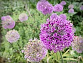 Allium, Allium Hollandicum, A border full of mauve coloured flowers after a shower of rain.