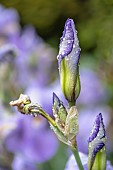 Iris, Mauve coloured flower unfurling blue iris after a shower of rain.