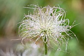 Apache Plume, Fallugia Paradoxa, Covered in water droplets  after a shower of rain.