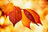 Beech, Fagus sylvatica, Colourful autum Beech leaves.