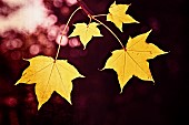 Maple Leaf, Cappadocian Maple, Yellow leaves in autumn.