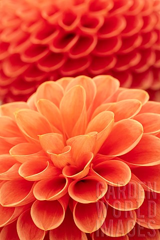 Dahlia_Closeup_of_orange_coloured_flower_showing_pattern_of_petals
