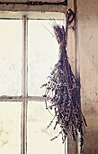 Lavender, Lavandula, A tied bunch of dried flowershanging from a window in an outhouse.