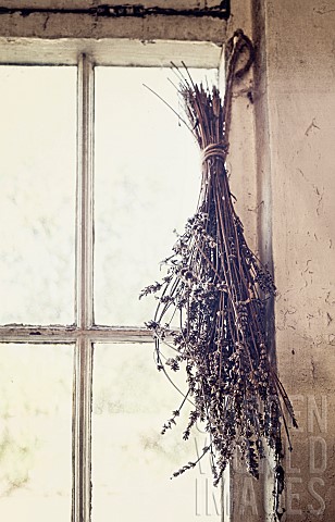 Lavender_Lavandula_A_tied_bunch_of_dried_flowershanging_from_a_window_in_an_outhouse